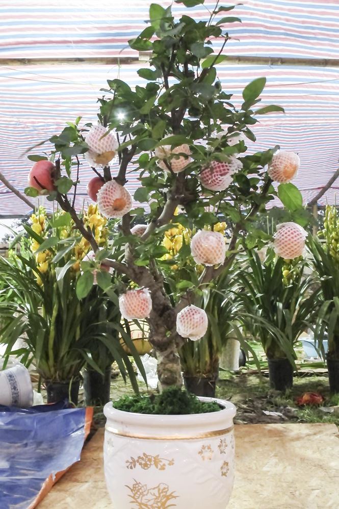 7 triệu một cây táo chơi Tết ở Hà Nội